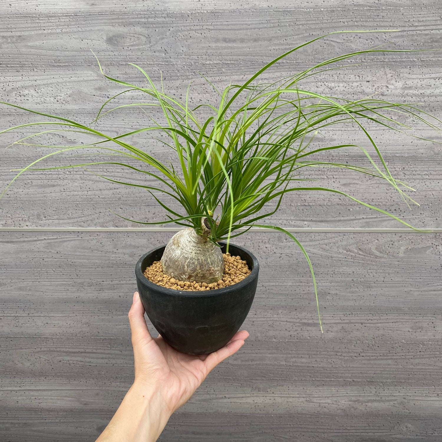 ノリナ　Beaucarnea recurvata おすすめ　硬質ポット　4.5号　 NO.2