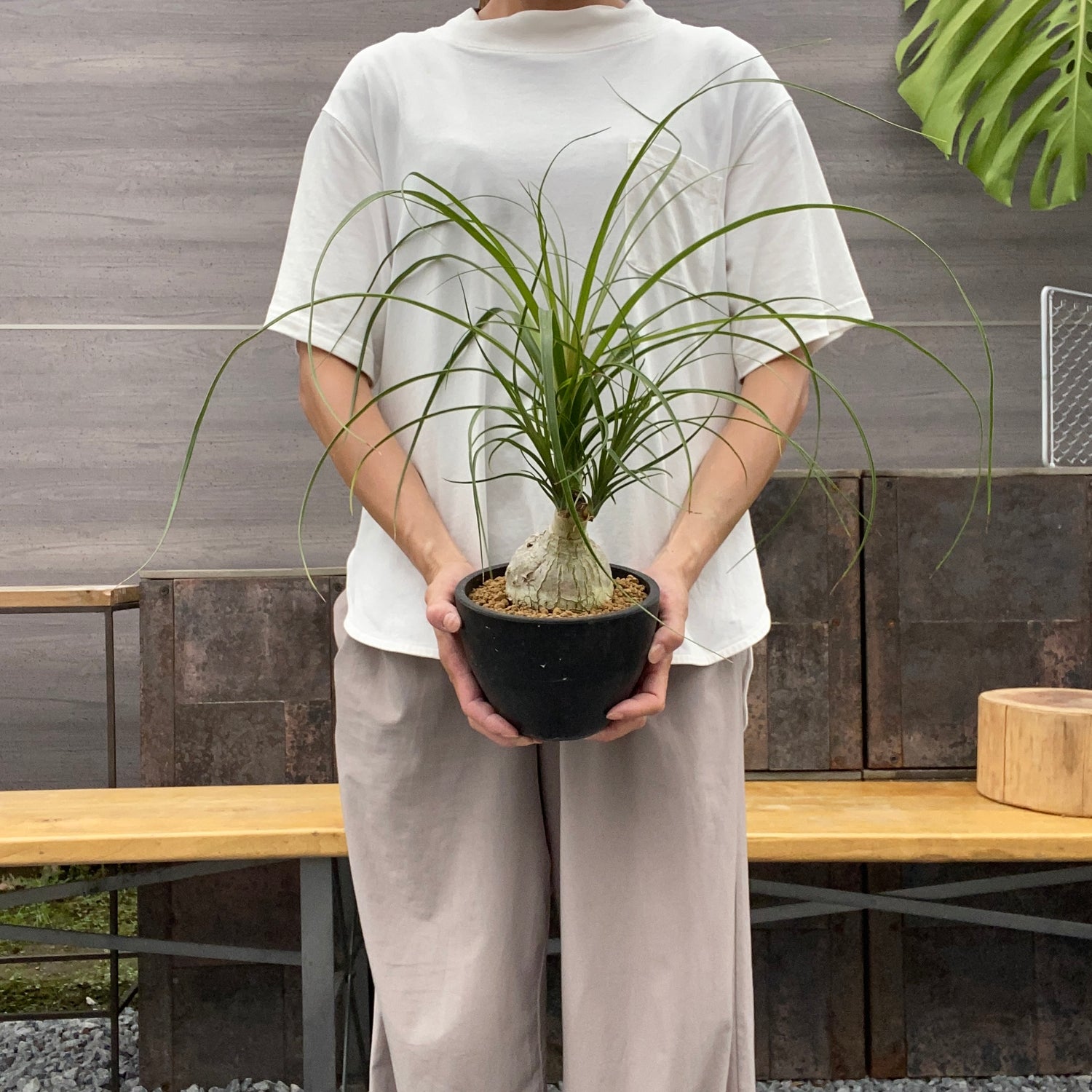 ノリナ　Beaucarnea recurvata おすすめ　硬質ポット　4.5号　NO.6