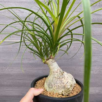 ノリナ　Beaucarnea recurvata おすすめ　硬質ポット　4.5号　NO.6