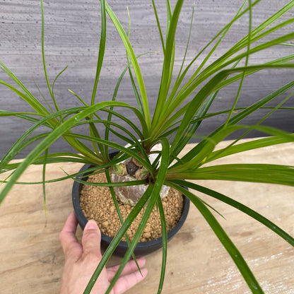 ノリナ　Beaucarnea recurvata おすすめ　硬質ポット　4.5号　NO.4