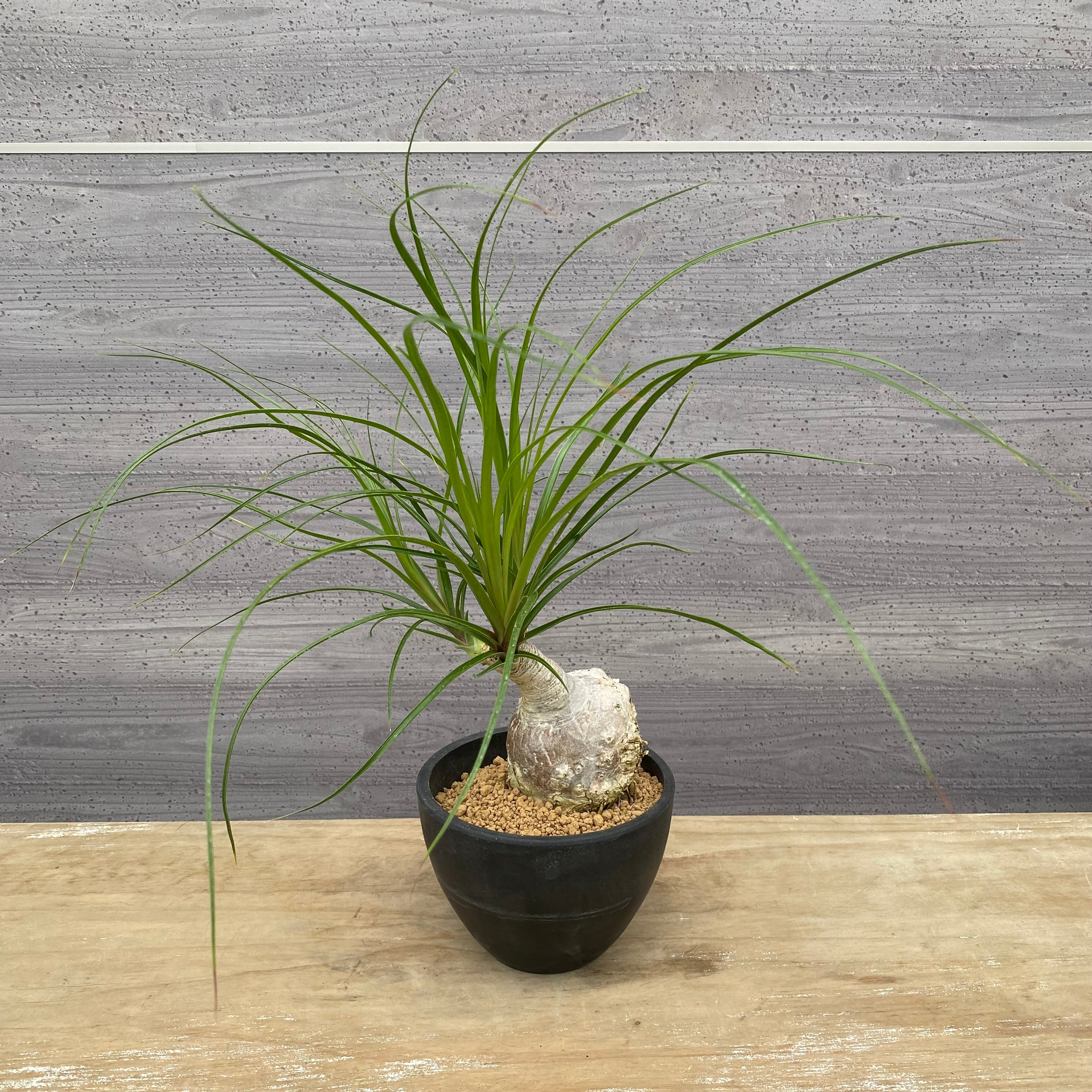 ノリナ　Beaucarnea recurvata おすすめ　硬質ポット　4.5号　NO.4