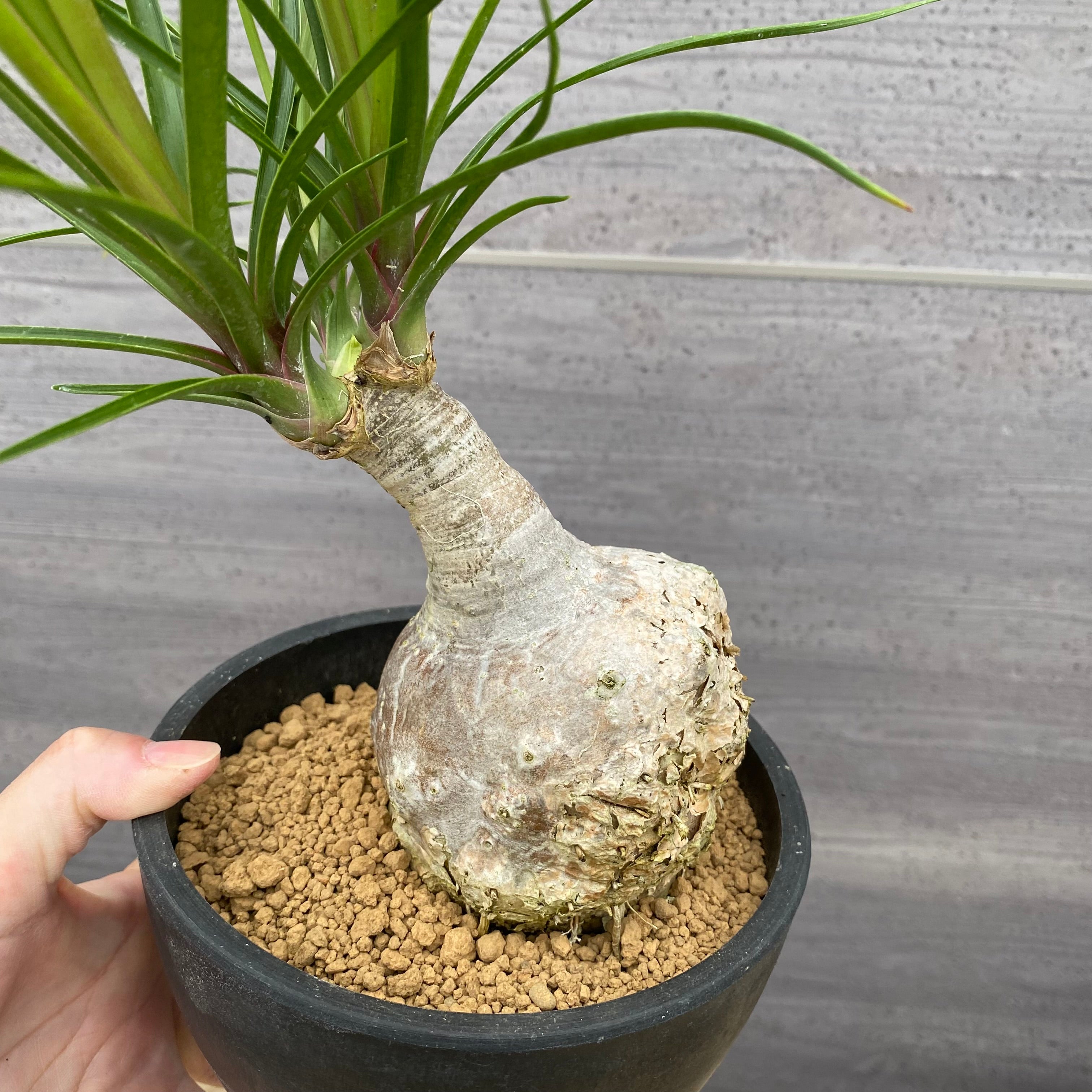 ノリナ　Beaucarnea recurvata おすすめ　硬質ポット　4.5号　NO.4