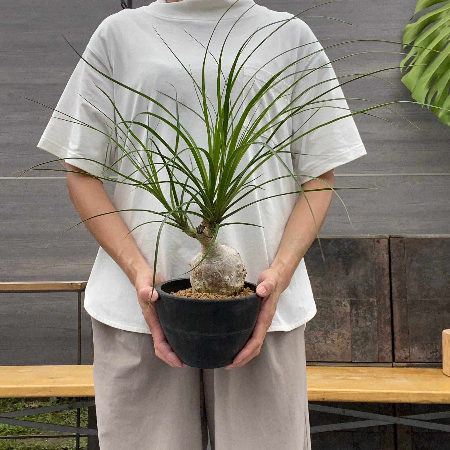 ノリナ　Beaucarnea recurvata おすすめ　硬質ポット　4.5号　NO.4