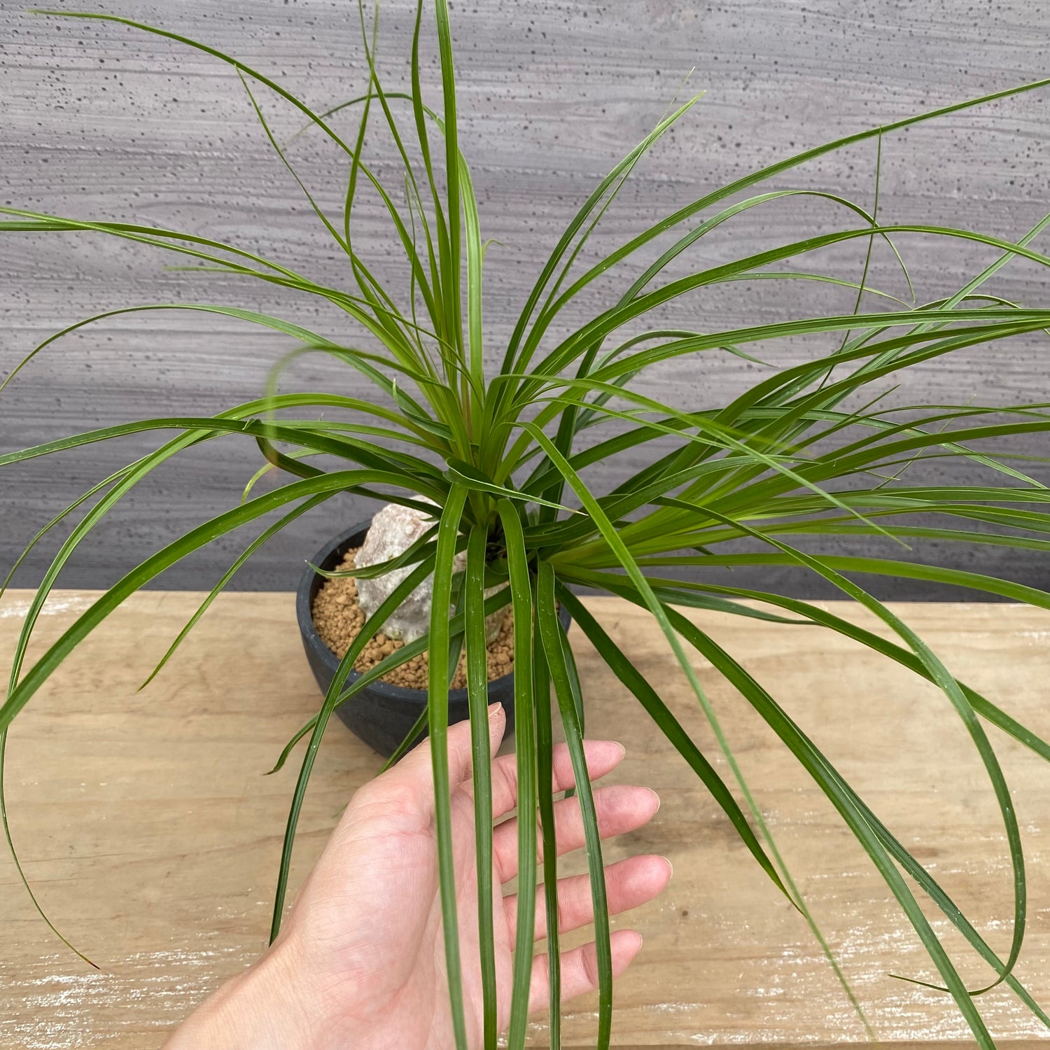 ノリナ　Beaucarnea recurvata おすすめ　硬質ポット　4.5号　NO.1