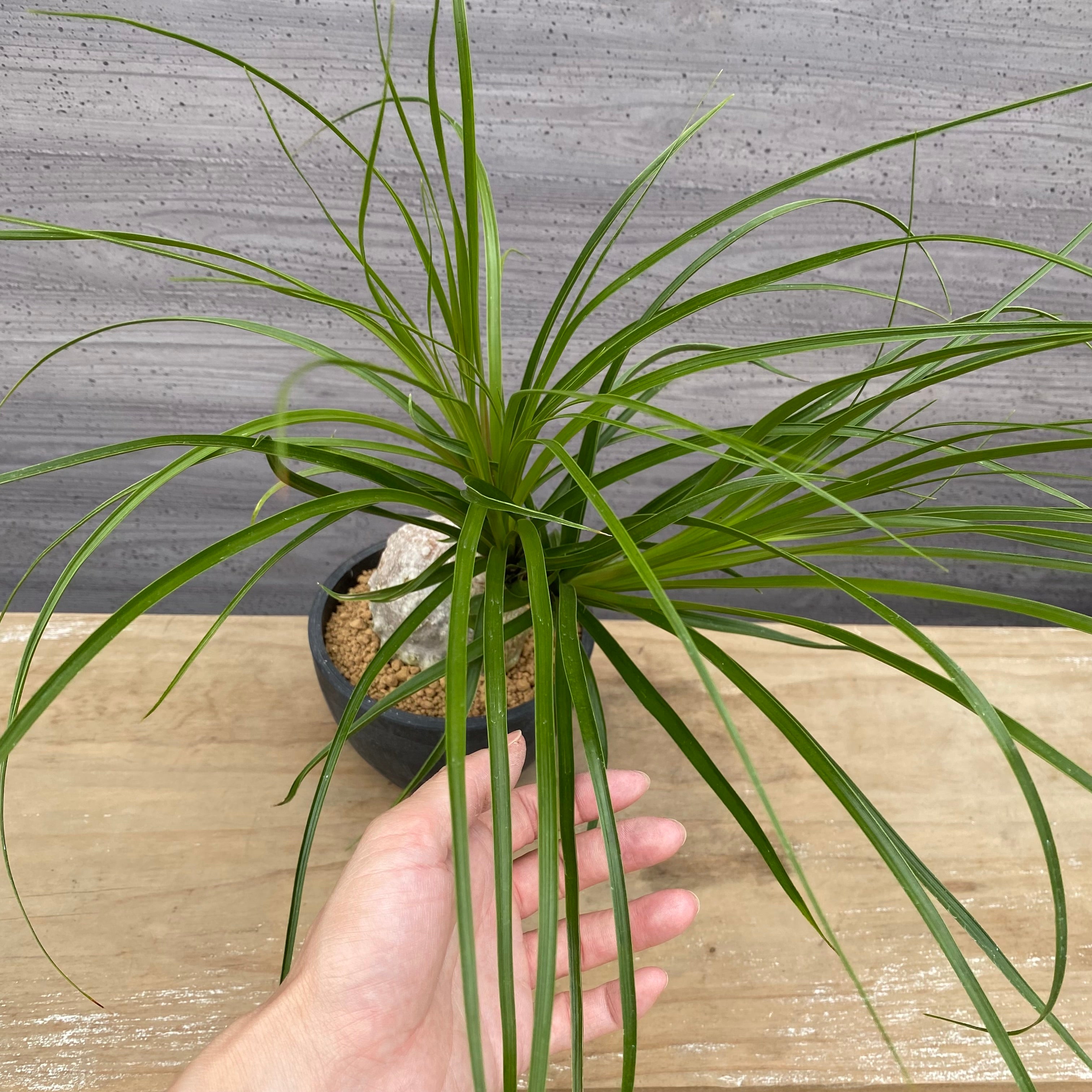 ノリナ　Beaucarnea recurvata おすすめ　硬質ポット　4.5号　NO.1