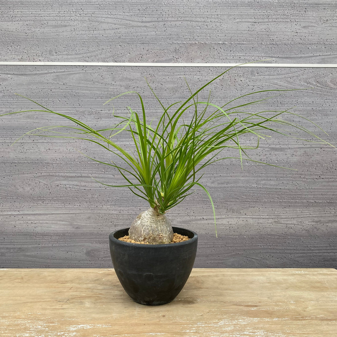 ノリナ　Beaucarnea recurvata おすすめ　硬質ポット　4.5号　 NO.2