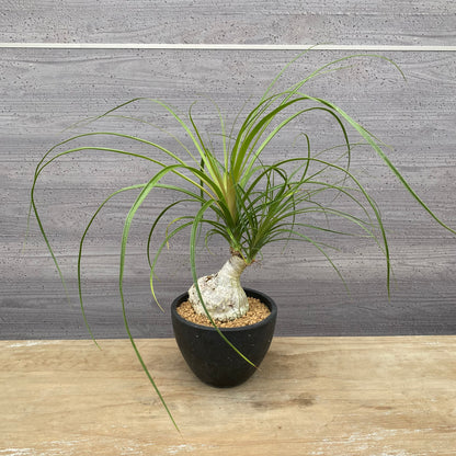 ノリナ　Beaucarnea recurvata おすすめ　硬質ポット　4.5号　NO.6