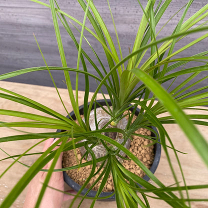 ノリナ　Beaucarnea recurvata おすすめ　硬質ポット　4.5号　 NO.2