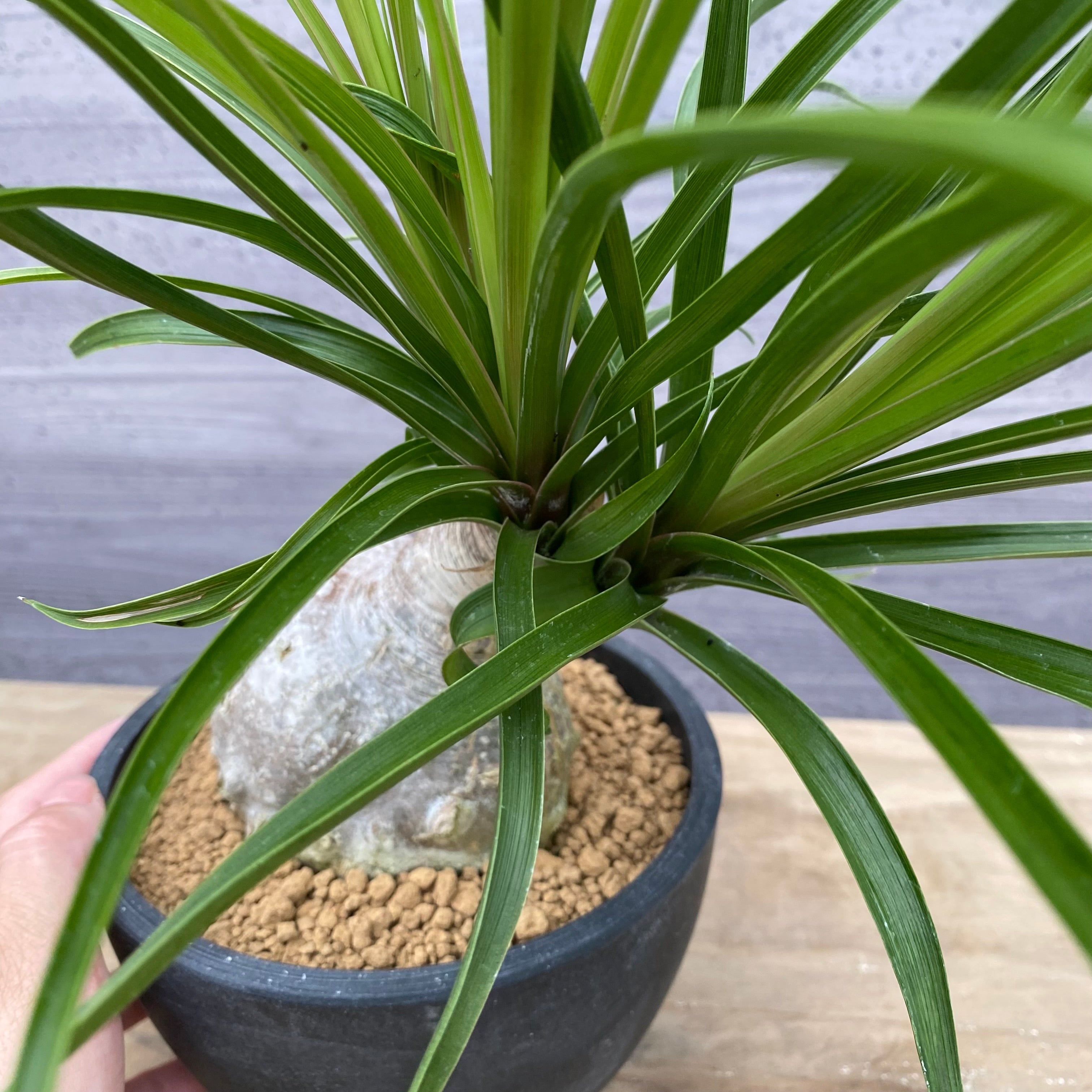 ノリナ　Beaucarnea recurvata おすすめ　硬質ポット　4.5号　NO.1